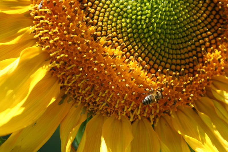 Sunflower