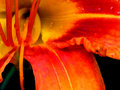 Tiger Lily