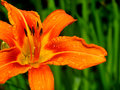 Lily