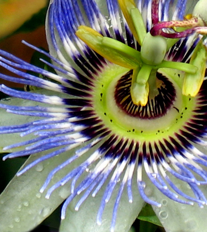 Passion Flower