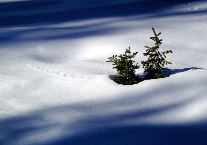 SnowTrees_Wyo.jpg