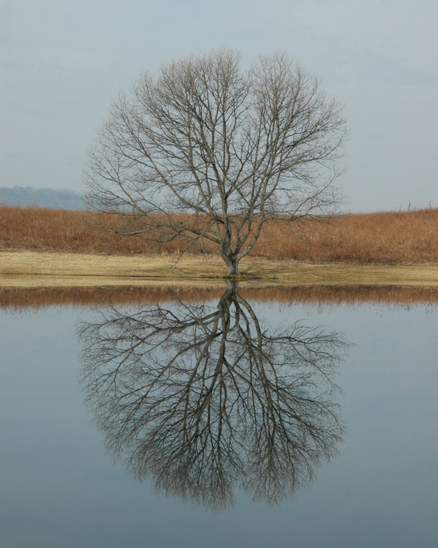 tree