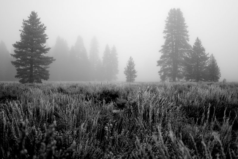 truckee field