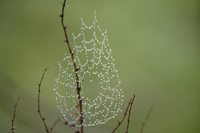 spider webb, NZ