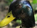 Mallard