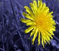 Warhol's Dandelion