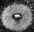 Day4 - Dandelion In The Wind