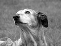 Day 6 - Lurcher Cross