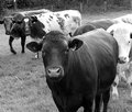 Day 14 - Reservoir Cows