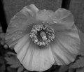 Day 18 - Backyard Poppy