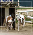 Day 13 At The Dogs