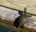 6/7 Turtle