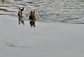 Day 7 - Duck Ballet
