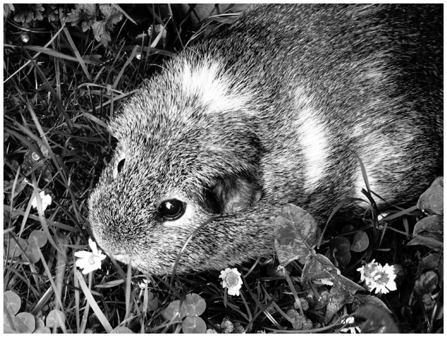 Day 12 - It's a Guinea Pig