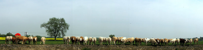 The Moo-usal Suspects