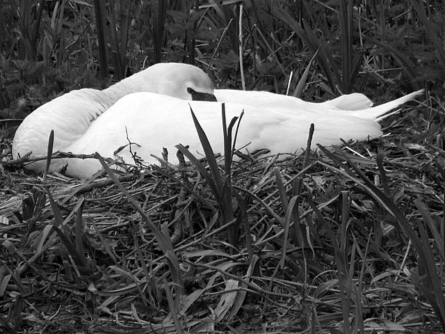 Day 7 - Watchful, Expectant Mother
