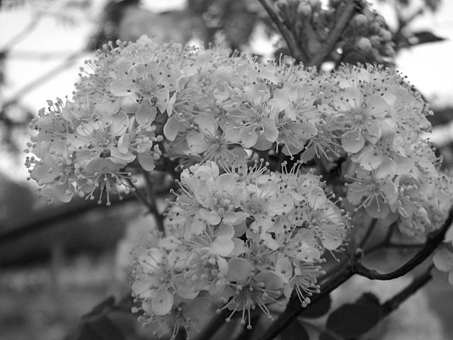 Day 9 - Blossom