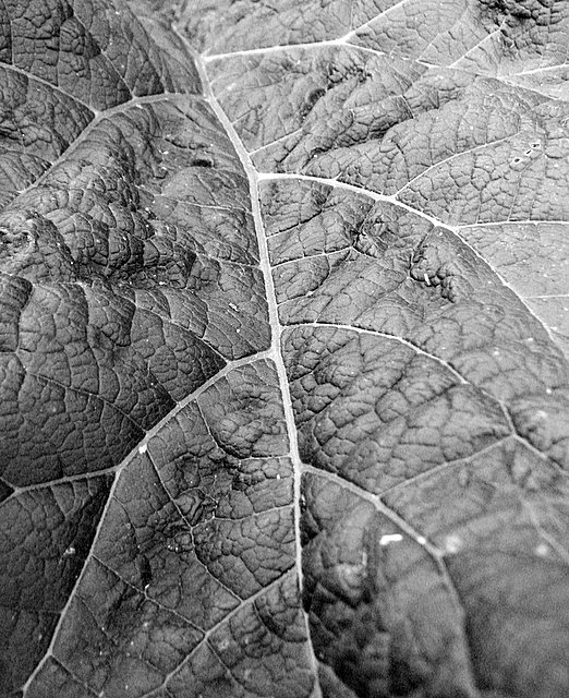 Day 15 - Green Leaf Arterial Route