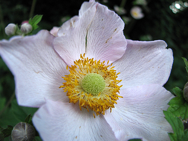Cassie's macro
