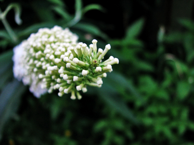 Day 23 Buddleia