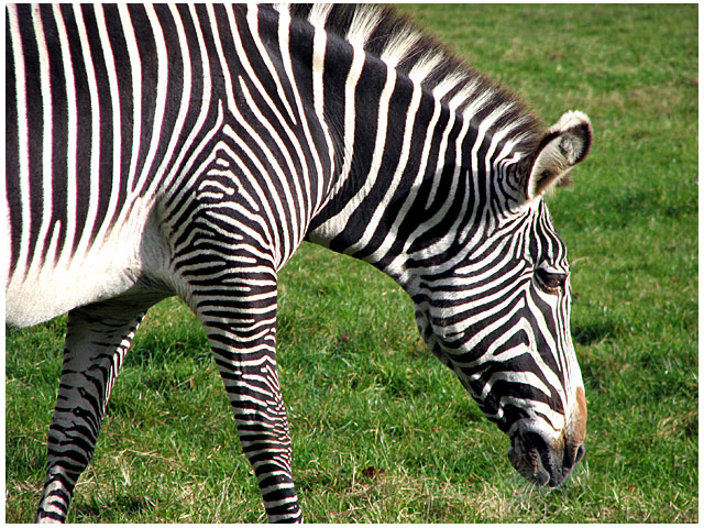 2/7 Zeeba Neighba