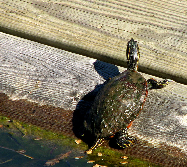 6/7 Turtle