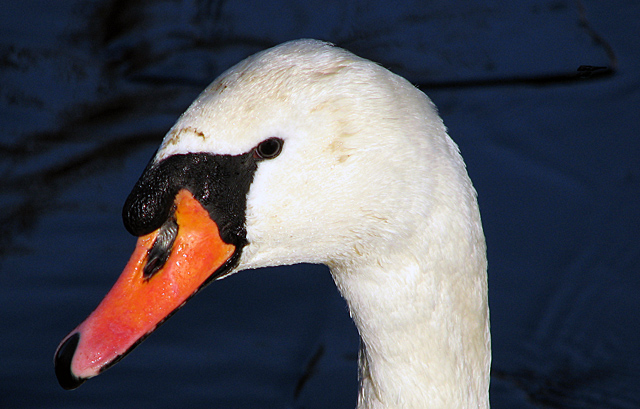 Day 2 - The Queen's Swan