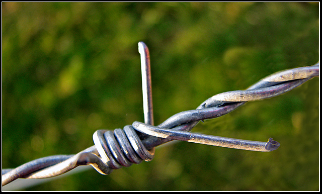 Day 5 - Wabi-Sabi Barbed Wire