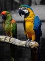 Birds