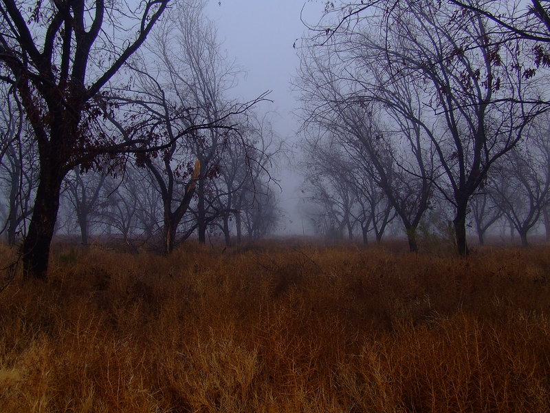 Morning fog