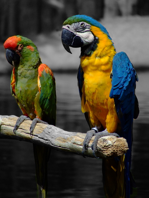 Birds