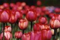 Tulip Army