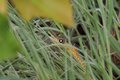 Yellow Tail in the Midst