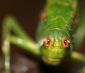 Into the eyes of an Insect