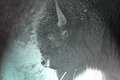 Portrait of a Bison