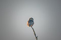 Northern Hawk Owl