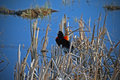 Red Winged Blackbird 