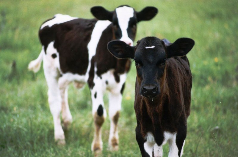 The curious Calves of South Texas