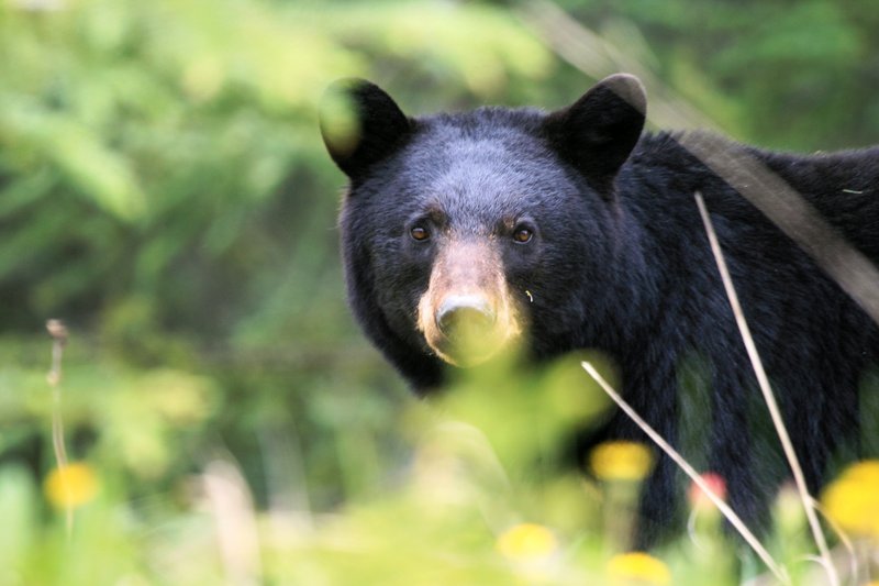 How could you not loooove Bears....at a distance