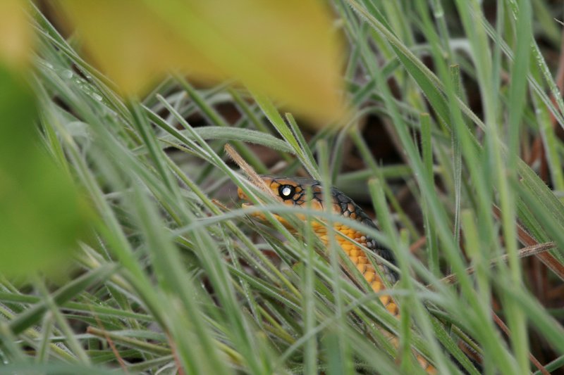 Yellow Tail in the Midst