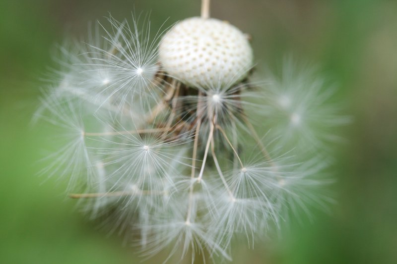 Dead Dandy