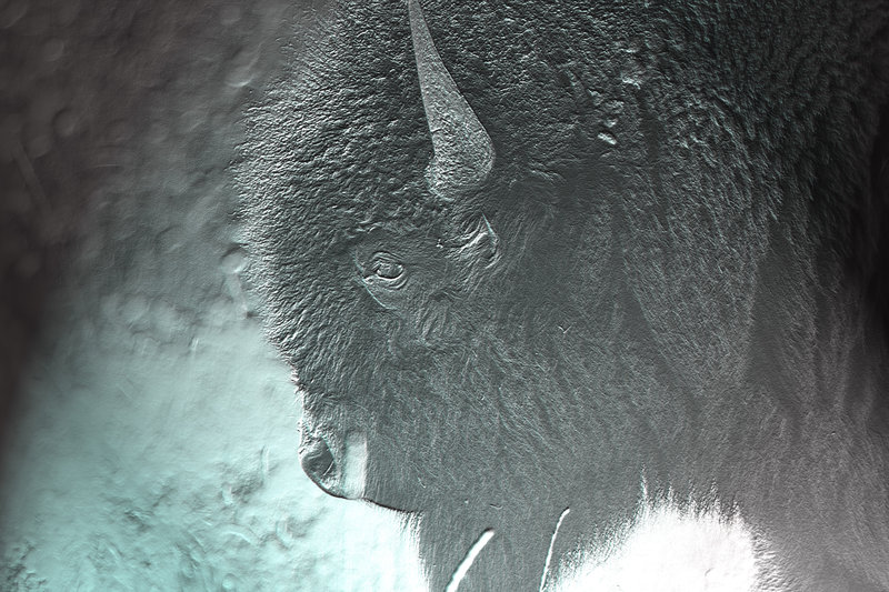 Portrait of a Bison