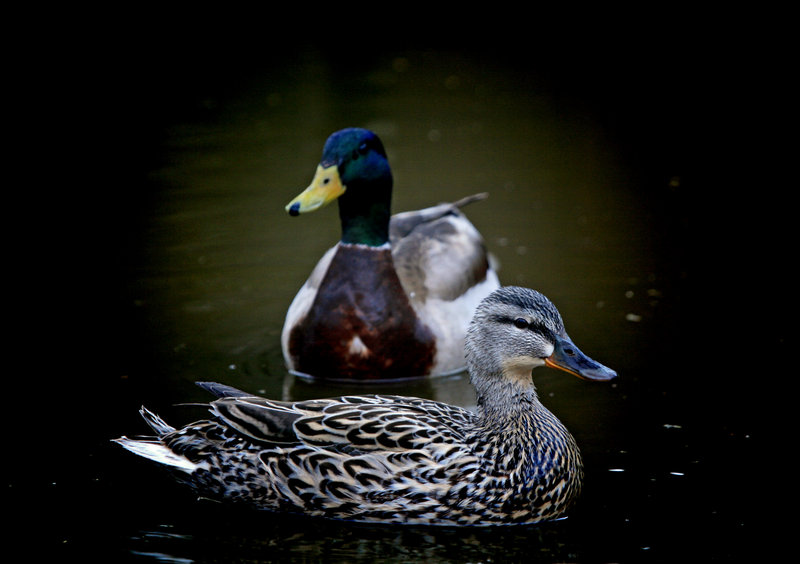 Portrait of a couple