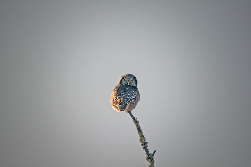 Northern Hawk Owl