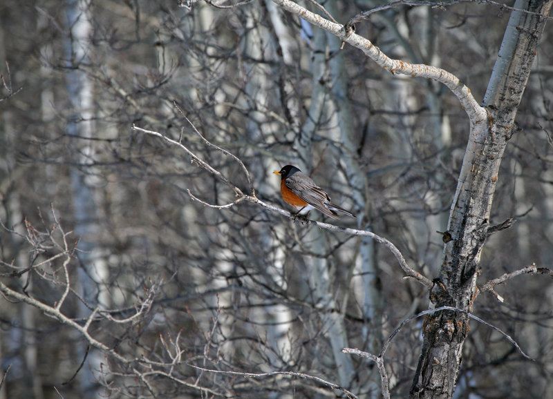 American Robin 
