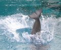Splash!