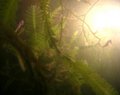 Seahorse paradise