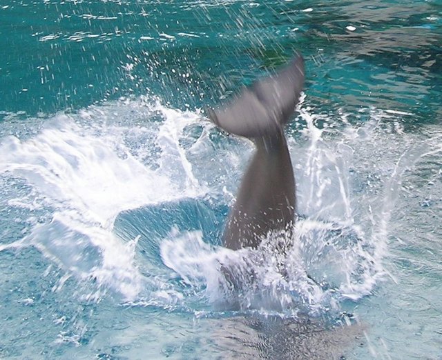 Splash!