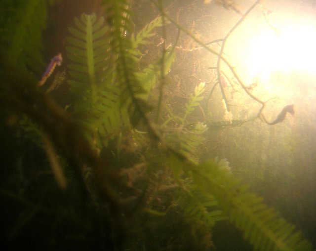 Seahorse paradise