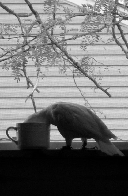 Boo Likes Coffee